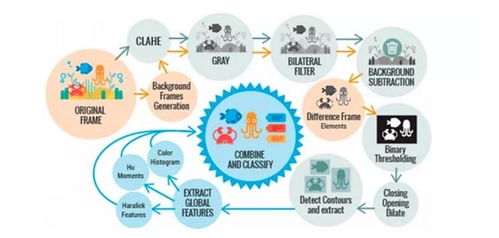 海洋生物檢測新方法 基于視覺數據自動識別與分析技術
